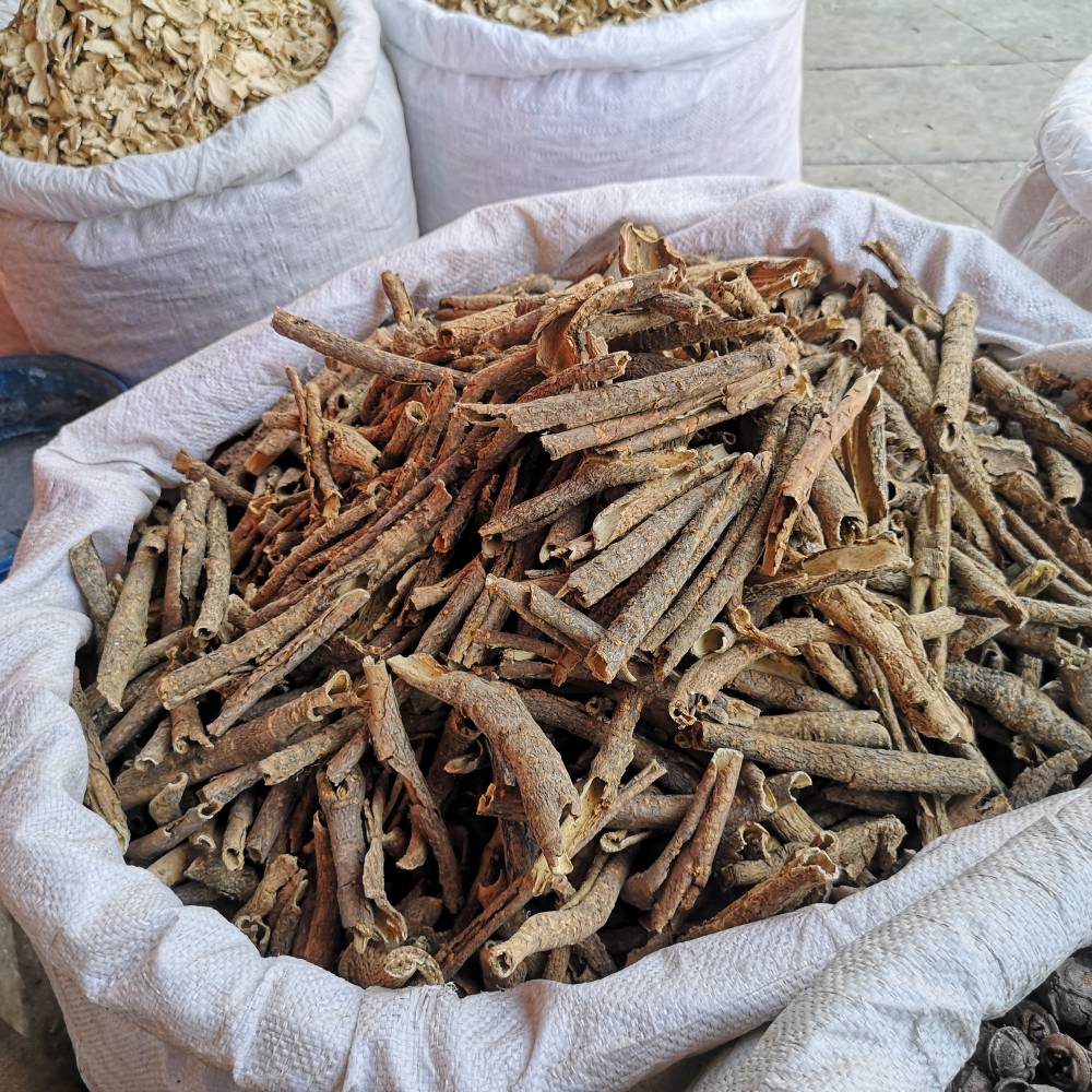 刺五加的藥用價值及其在現代生活中的應用